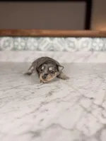 Rosé, a female Miniature Schnauzer for sale in Gainesville, FL – Photo 2 of 5