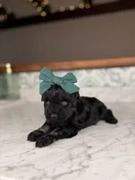 Bimini (Blue Eyes), a female Miniature Schnauzer for sale in Gainesville, FL – 4 of 5
