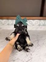 Treasure, a female Miniature Schnauzer for sale in Gainesville, FL – 1 of 5