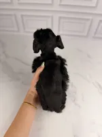 Binx BLUE EYES TINY , a male Miniature Schnauzer for sale in Gainesville, FL – 6 of 7