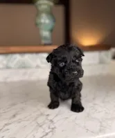 Cappuccino BLUE EYES, a male Miniature Schnauzer for sale in Gainesville, FL – Photo 3 of 5