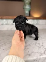 Cappuccino BLUE EYES, a male Miniature Schnauzer for sale in Gainesville, FL – Photo 1 of 5