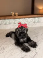 Isla, a female Miniature Schnauzer for sale in Gainesville, FL – 2 of 4