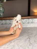 Eclair, a female Shih Tzu for sale in Gainesville, FL – Photo 5 of 5