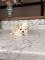 Eclair, a female Shih Tzu for sale in Gainesville, FL – Photo 1 of 5