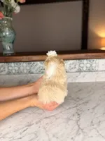 Eclair, a female Shih Tzu for sale in Gainesville, FL – Photo 2 of 5