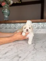 Eclair, a female Shih Tzu for sale in Gainesville, FL – Photo 3 of 5