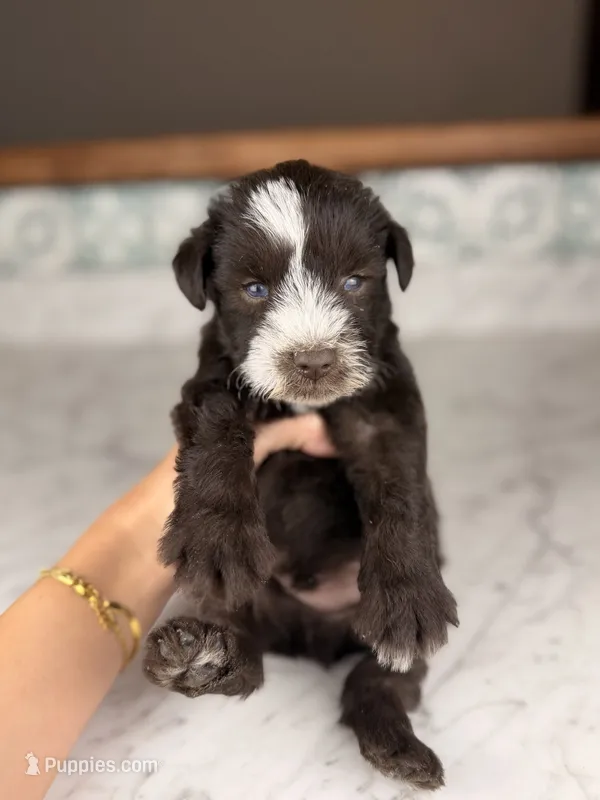 Rum (Blue Eyes) – Miniature Schnauzer puppy for sale in Gainesville, FL