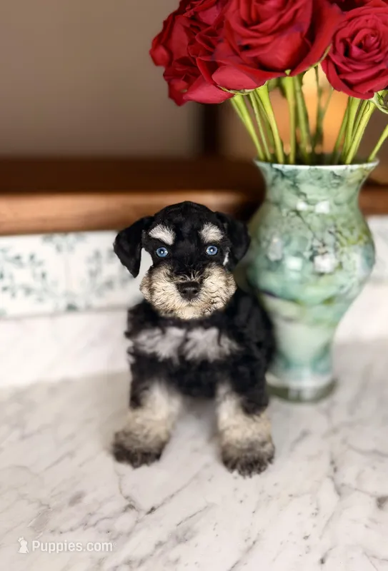 Merlot BLUE EYES – Miniature Schnauzer puppy for sale in Gainesville, FL