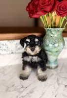 Merlot BLUE EYES, a female Miniature Schnauzer for sale in Gainesville, FL – Photo 1 of 5