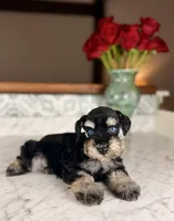 Merlot BLUE EYES, a female Miniature Schnauzer for sale in Gainesville, FL – Photo 2 of 5
