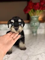 Merlot BLUE EYES, a female Miniature Schnauzer for sale in Gainesville, FL – Photo 4 of 5