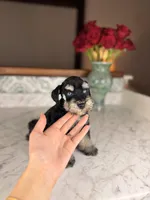 Merlot BLUE EYES, a female Miniature Schnauzer for sale in Gainesville, FL – Photo 5 of 5