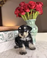 Merlot BLUE EYES, a female Miniature Schnauzer for sale in Gainesville, FL – Photo 3 of 5