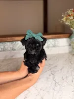 Capri BLUE EYE, a female Miniature Schnauzer for sale in Gainesville, FL – 2 of 4