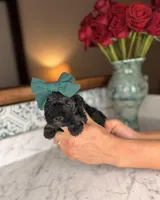 Rhodes, a female Miniature Schnauzer for sale in Gainesville, FL – Photo 3 of 4