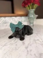 Rhodes, a female Miniature Schnauzer for sale in Gainesville, FL – Photo 1 of 4