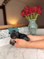 Rhodes, a female Miniature Schnauzer for sale in Gainesville, FL – Photo 2 of 4