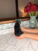 Rhodes, a female Miniature Schnauzer for sale in Gainesville, FL – Photo 4 of 4