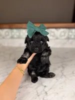 Bimini (Blue Eyes), a female Miniature Schnauzer for sale in Gainesville, FL – 2 of 5