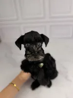 Binx BLUE EYES TINY , a male Miniature Schnauzer for sale in Gainesville, FL – 5 of 7