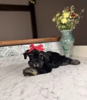 Chardonnay, a female Miniature Schnauzer for sale in Gainesville, FL – 3 of 3