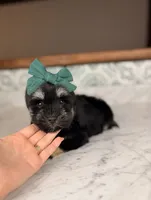 Treasure, a male Miniature Schnauzer for sale in Gainesville, FL – 1 of 4
