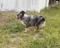 Millie BLUE EYED ASDR, a female Toy Australian Shepherd for sale in Gainesville, FL – Photo 3 of 5
