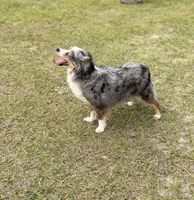 Millie BLUE EYED ASDR, a female Toy Australian Shepherd for sale in Gainesville, FL – Photo 4 of 5