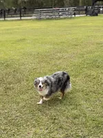 Millie BLUE EYED ASDR, a female Toy Australian Shepherd for sale in Gainesville, FL – Photo 2 of 5