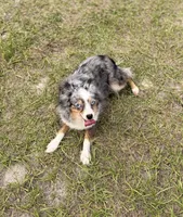 Millie BLUE EYED ASDR, a female Toy Australian Shepherd for sale in Gainesville, FL – Photo 5 of 5