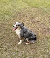Millie BLUE EYED ASDR, a female Toy Australian Shepherd for sale in Gainesville, FL – Photo 1 of 5