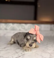 Rosé, a female Miniature Schnauzer for sale in Gainesville, FL – Photo 2 of 3