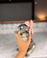 Rosé, a female Miniature Schnauzer for sale in Gainesville, FL – Photo 3 of 3