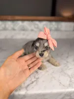 Rosé, a female Miniature Schnauzer for sale in Gainesville, FL – Photo 1 of 3