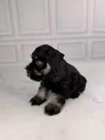 Bones BLUE EYE, a male Miniature Schnauzer for sale in Gainesville, FL – 4 of 7