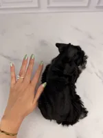 Bones BLUE EYE, a male Miniature Schnauzer for sale in Gainesville, FL – 6 of 7