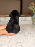 Treasure, a male Miniature Schnauzer for sale in Gainesville, FL – 4 of 4