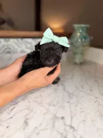 Rhodes, a female Miniature Schnauzer for sale in Gainesville, FL – Photo 3 of 4