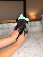 Rhodes, a female Miniature Schnauzer for sale in Gainesville, FL – Photo 2 of 4