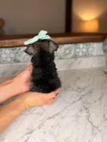 Rhodes, a female Miniature Schnauzer for sale in Gainesville, FL – Photo 4 of 4