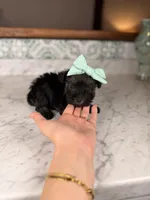 Rhodes, a female Miniature Schnauzer for sale in Gainesville, FL – Photo 1 of 4