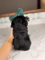 Bimini (Blue Eyes), a female Miniature Schnauzer for sale in Gainesville, FL – 5 of 5