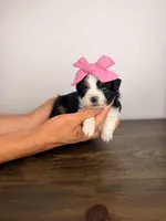 Juliet, a female Miniature Australian Shepherd for sale in Gainesville, FL – Photo 5 of 6