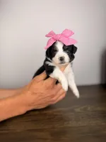 Juliet, a female Miniature Australian Shepherd for sale in Gainesville, FL – Photo 4 of 6