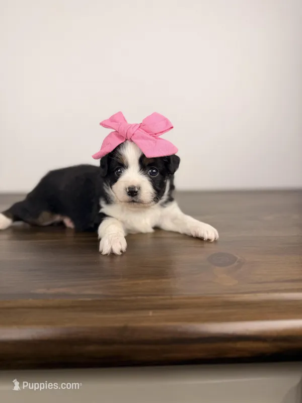 Juliet – Miniature Australian Shepherd puppy for sale in Gainesville, FL