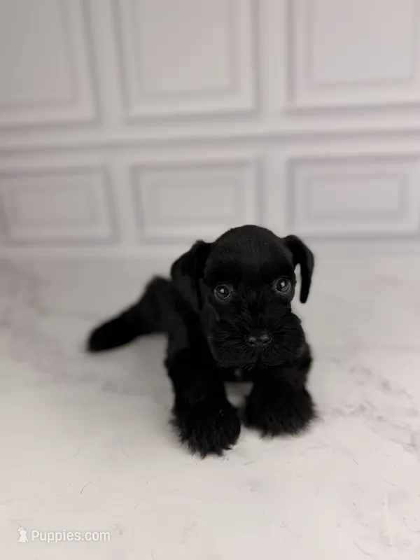 Bellatrix – Miniature Schnauzer puppy for sale in Gainesville, FL