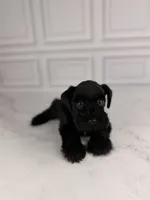 Bellatrix, a female Miniature Schnauzer for sale in Gainesville, FL – 1 of 4