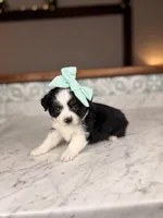 Juliet, a female Toy Australian Shepherd for sale in Gainesville, FL – Photo 2 of 4