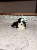 Juliet, a female Toy Australian Shepherd for sale in Gainesville, FL – Photo 4 of 4